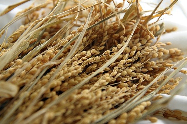 収穫後の稲